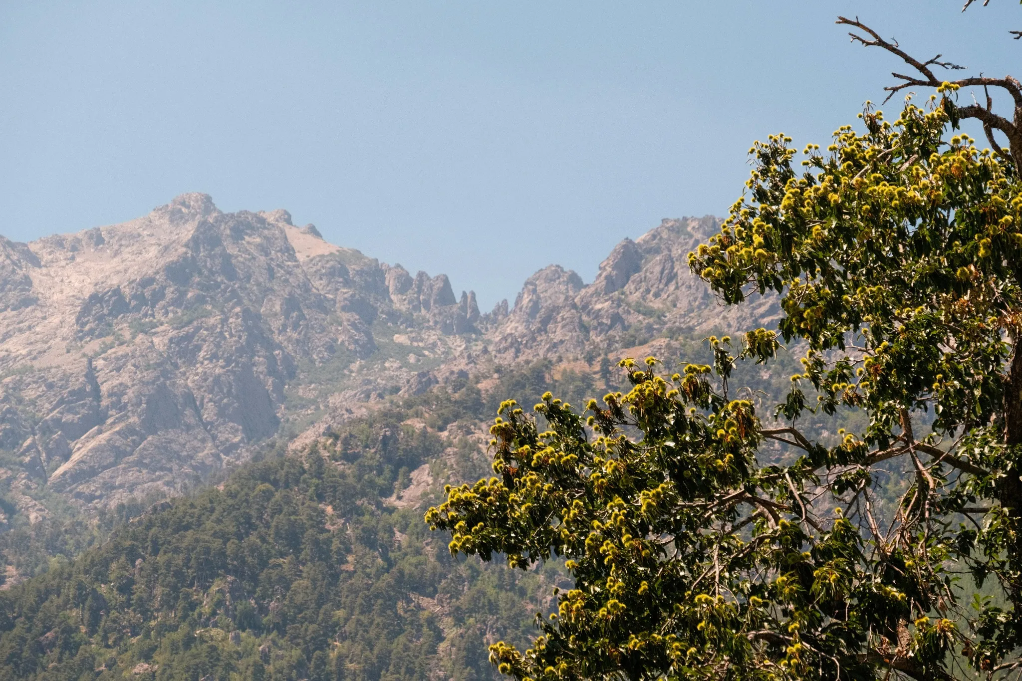 monti della Corsica